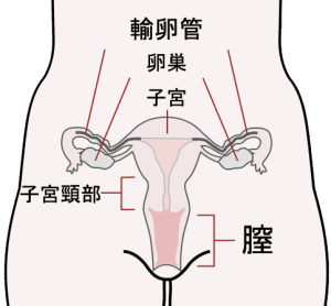 Scheme_female_reproductive_system-ja